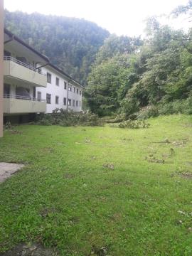 Podrta drevesa-odstranjevanje (1)